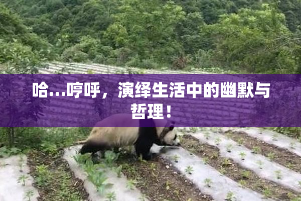哈…哼呼，演绎生活中的幽默与哲理！
