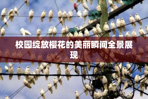 校园绽放樱花的美丽瞬间全景展现