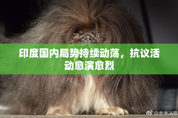 印度国内局势持续动荡，抗议活动愈演愈烈