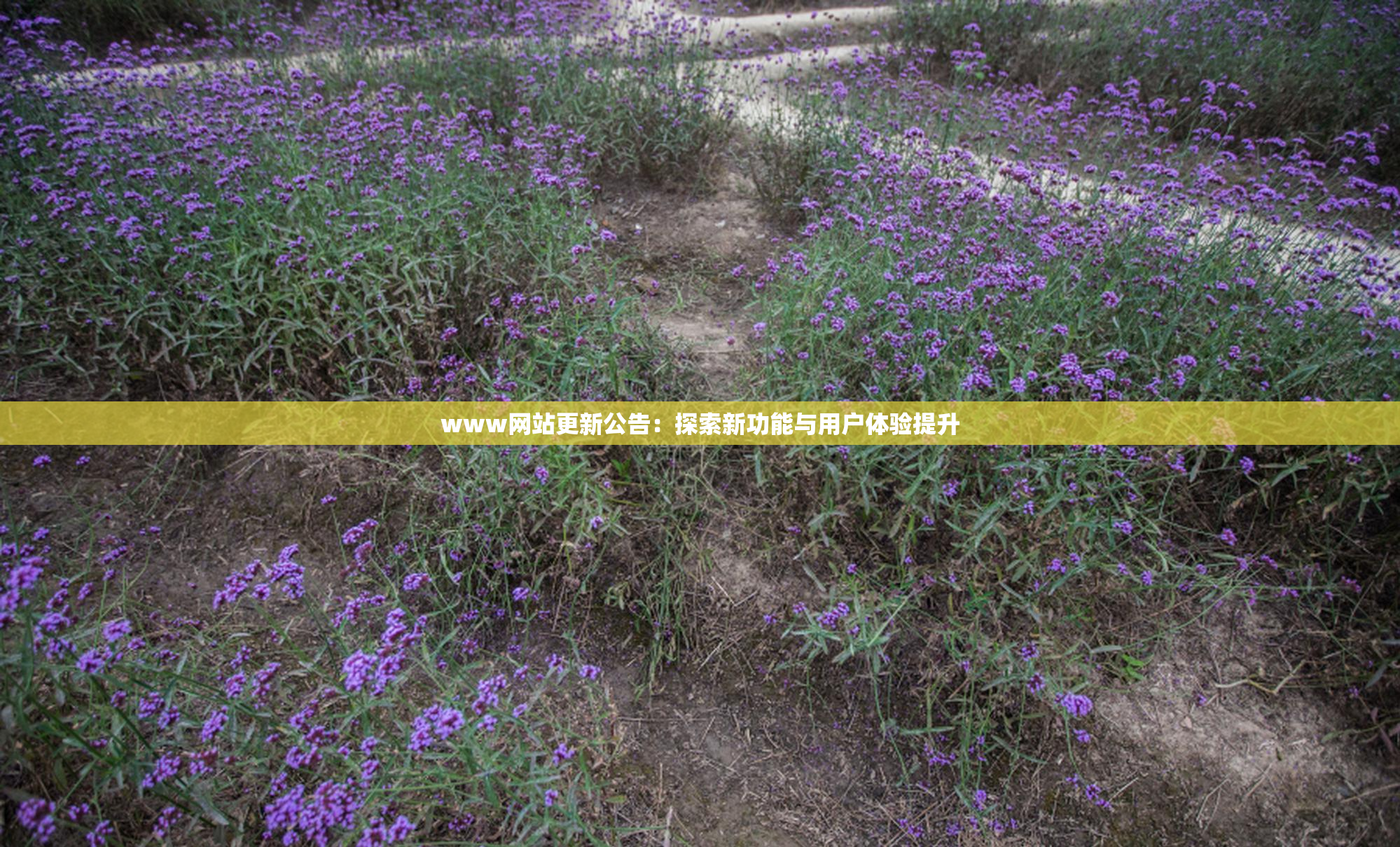 www网站更新公告：探索新功能与用户体验提升