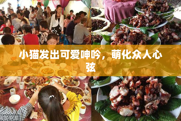 小猫发出可爱呻吟，萌化众人心弦