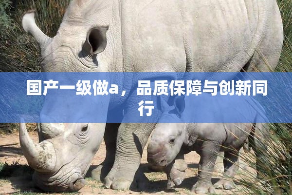 国产一级做a，品质保障与创新同行