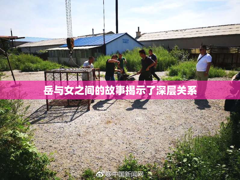 岳与女之间的故事揭示了深层关系