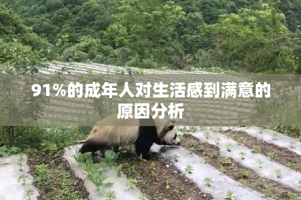 91%的成年人对生活感到满意的原因分析