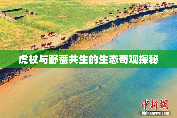 虎杖与野蔷共生的生态奇观探秘