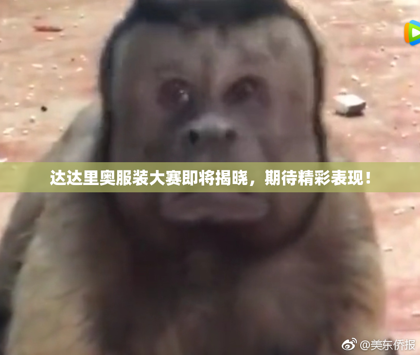 达达里奥服装大赛即将揭晓，期待精彩表现！