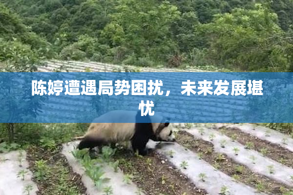 陈婷遭遇局势困扰，未来发展堪忧