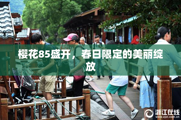 樱花85盛开，春日限定的美丽绽放