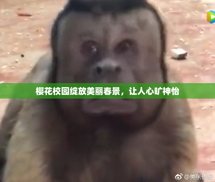 樱花校园绽放美丽春景，让人心旷神怡