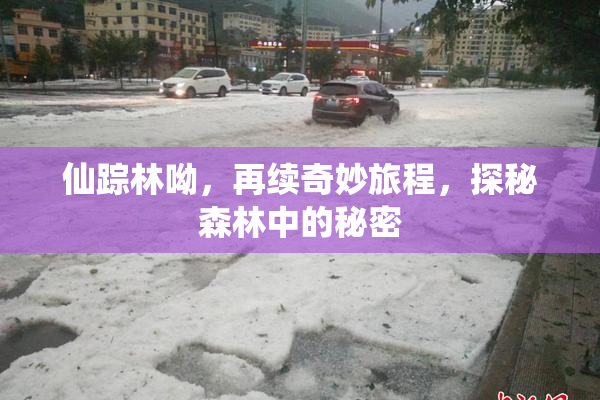 仙踪林呦，再续奇妙旅程，探秘森林中的秘密