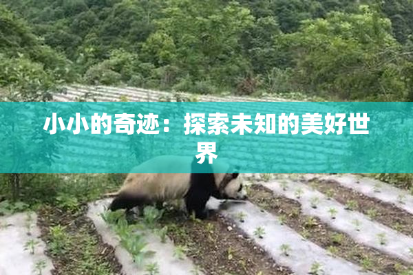 小小的奇迹：探索未知的美好世界