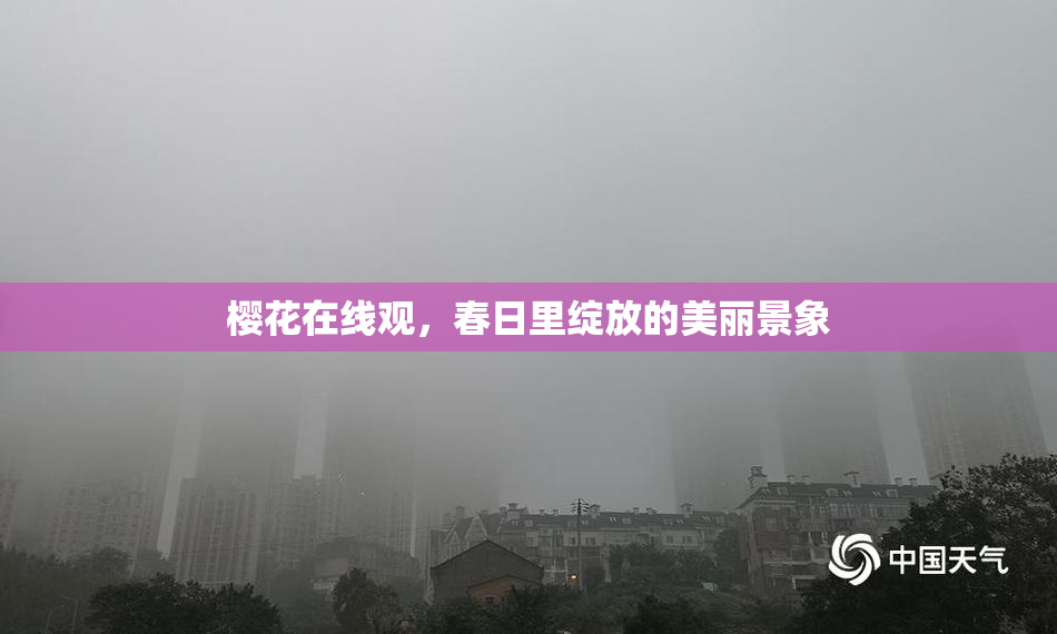 樱花在线观，春日里绽放的美丽景象