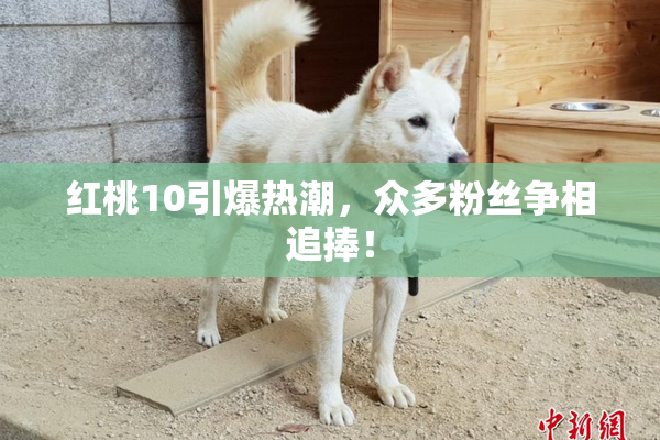 红桃10引爆热潮，众多粉丝争相追捧！