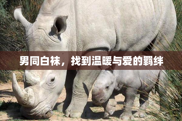 男同白袜，找到温暖与爱的羁绊