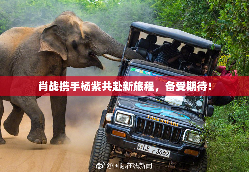 肖战携手杨紫共赴新旅程，备受期待！