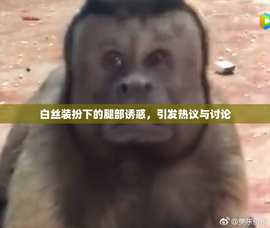 白丝装扮下的腿部诱惑，引发热议与讨论