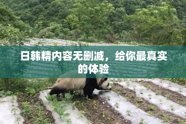 日韩精内容无删减，给你最真实的体验