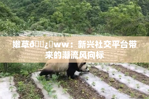 嫩草🌿‌ww：新兴社交平台带来的潮流风向标