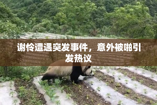 谢怜遭遇突发事件，意外被啪引发热议