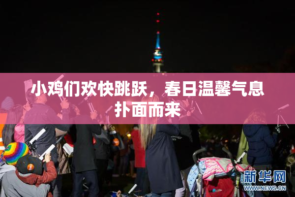 小鸡们欢快跳跃，春日温馨气息扑面而来