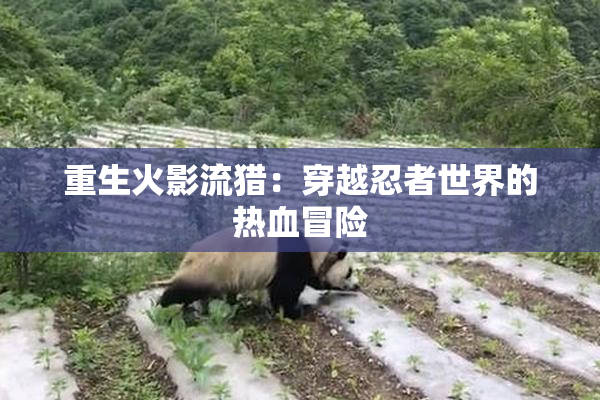 重生火影流猎：穿越忍者世界的热血冒险