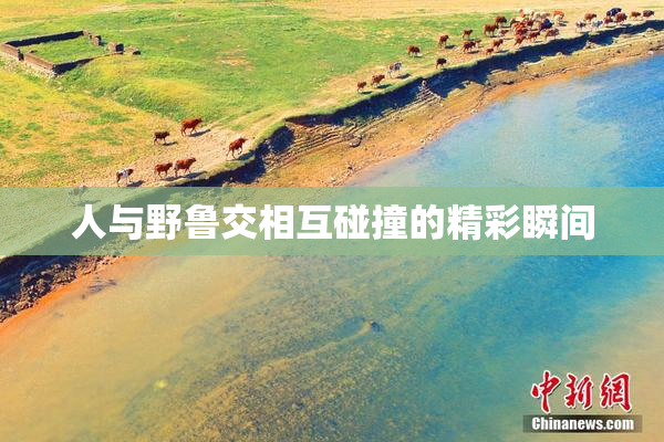 人与野鲁交相互碰撞的精彩瞬间