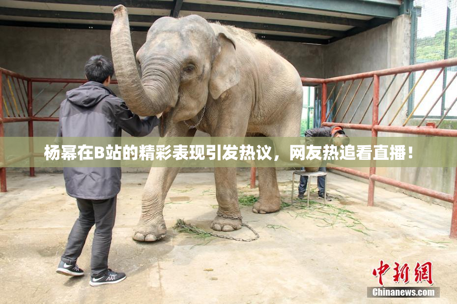 杨幂在B站的精彩表现引发热议，网友热追看直播！