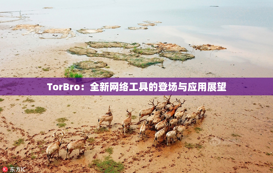 TorBro：全新网络工具的登场与应用展望