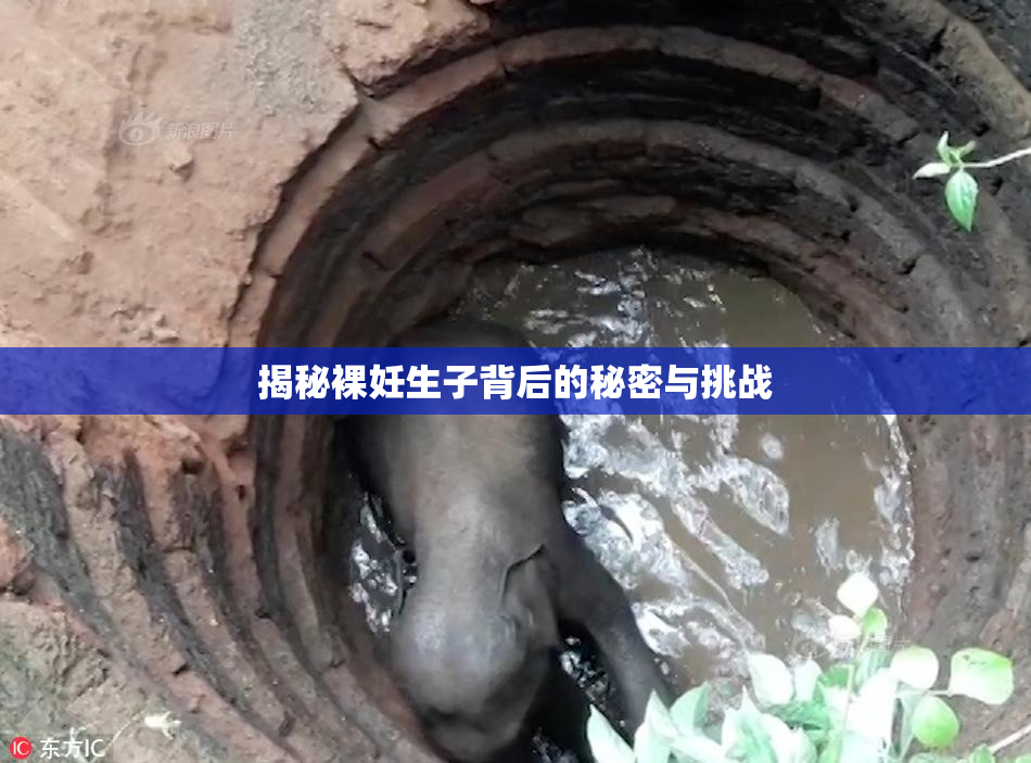揭秘裸妊生子背后的秘密与挑战