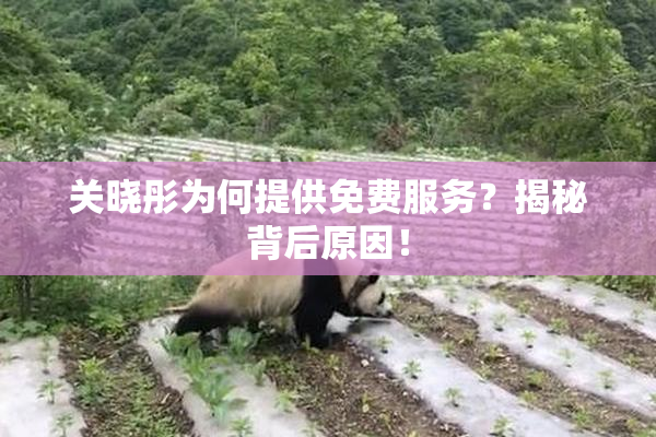 关晓彤为何提供免费服务？揭秘背后原因！