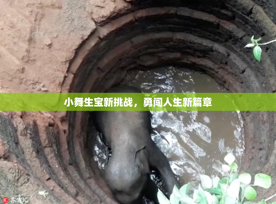 小舞生宝新挑战，勇闯人生新篇章