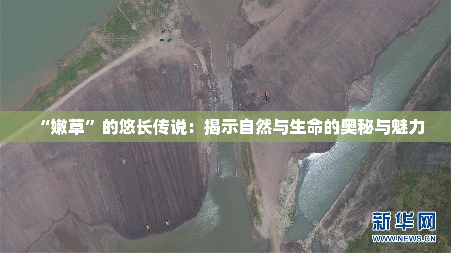 “嫩草”的悠长传说：揭示自然与生命的奥秘与魅力