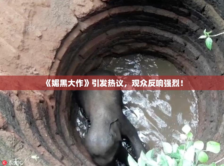 《媚黑大作》引发热议，观众反响强烈！