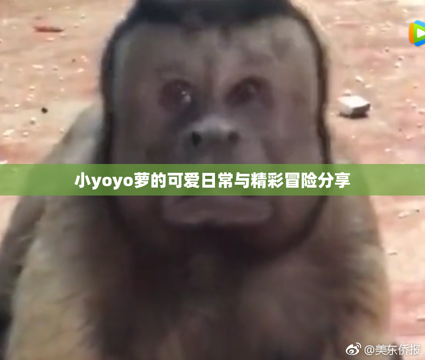 小yoyo萝的可爱日常与精彩冒险分享