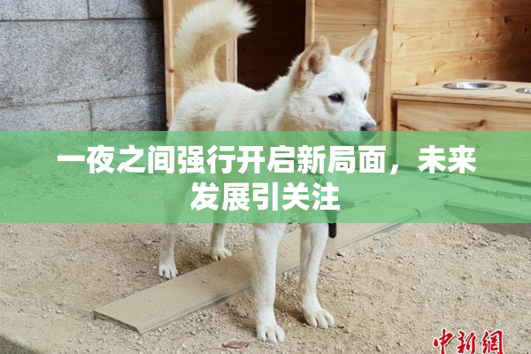 一夜之间强行开启新局面，未来发展引关注