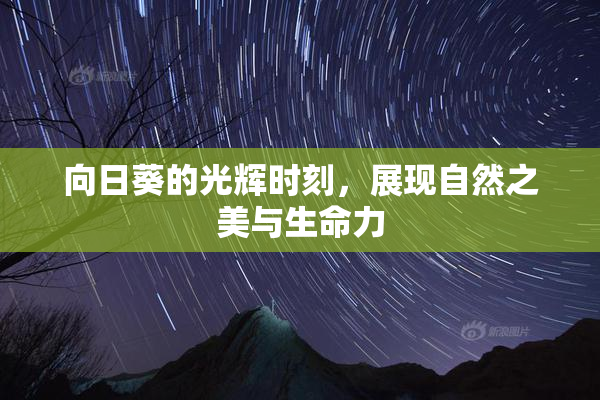 向日葵的光辉时刻，展现自然之美与生命力