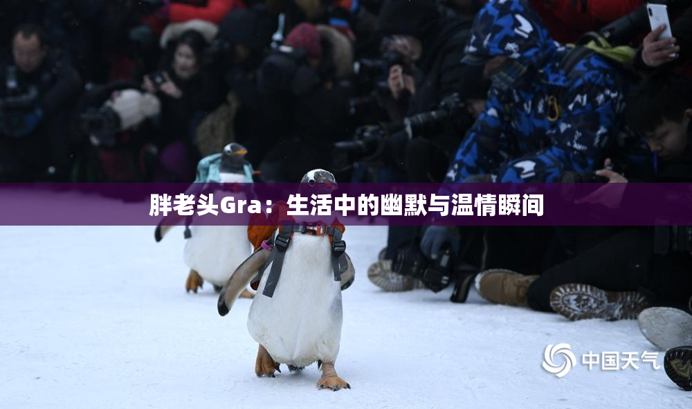 胖老头Gra：生活中的幽默与温情瞬间