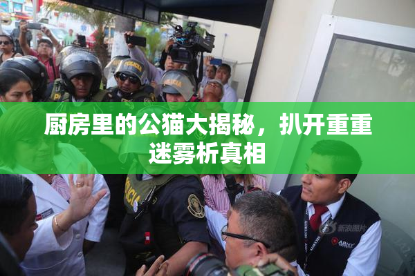 厨房里的公猫大揭秘，扒开重重迷雾析真相