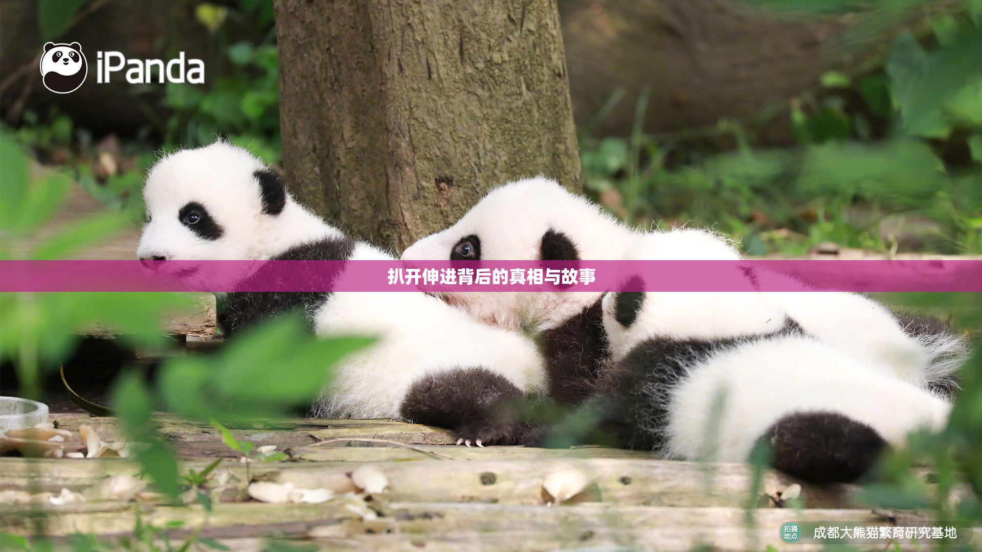 扒开伸进背后的真相与故事