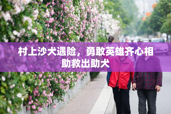 村上沙犬遇险，勇敢英雄齐心相助救出助犬
