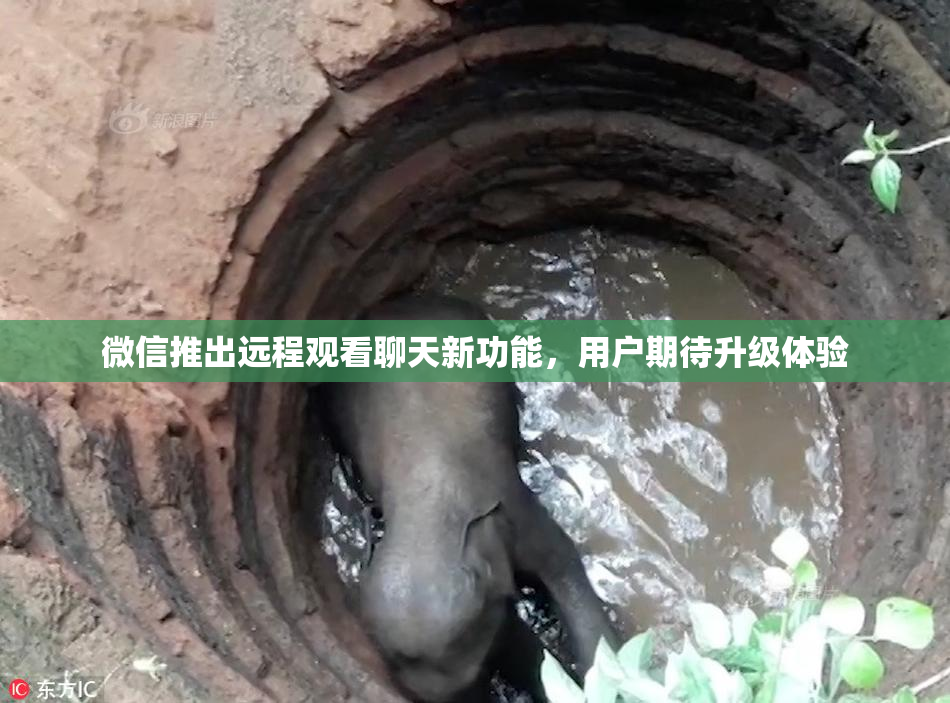 微信推出远程观看聊天新功能，用户期待升级体验