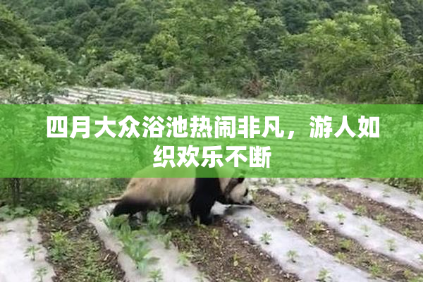 四月大众浴池热闹非凡，游人如织欢乐不断