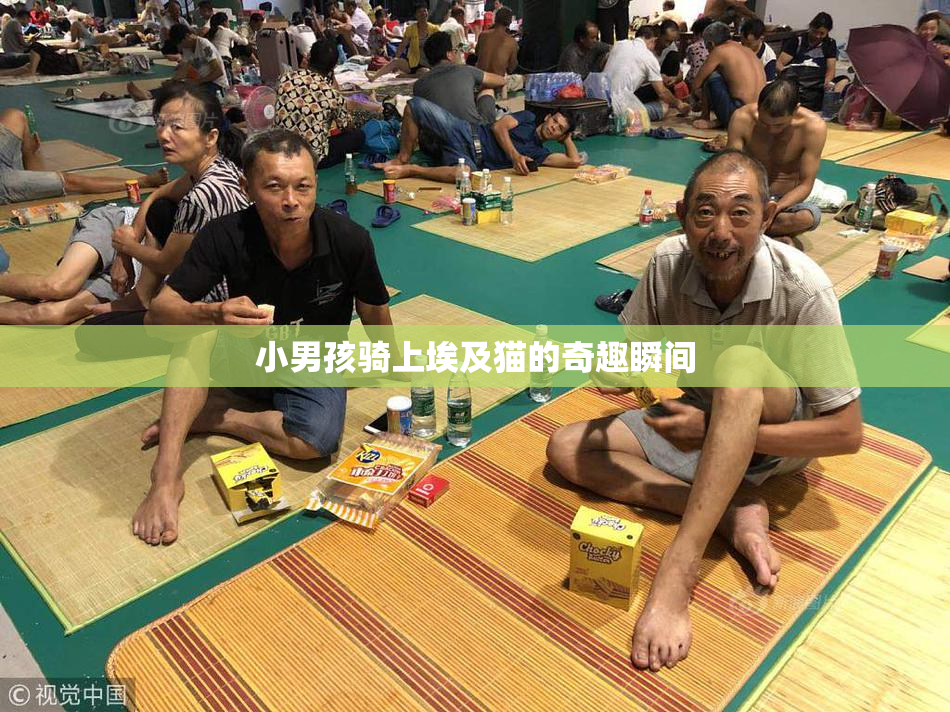 小男孩骑上埃及猫的奇趣瞬间