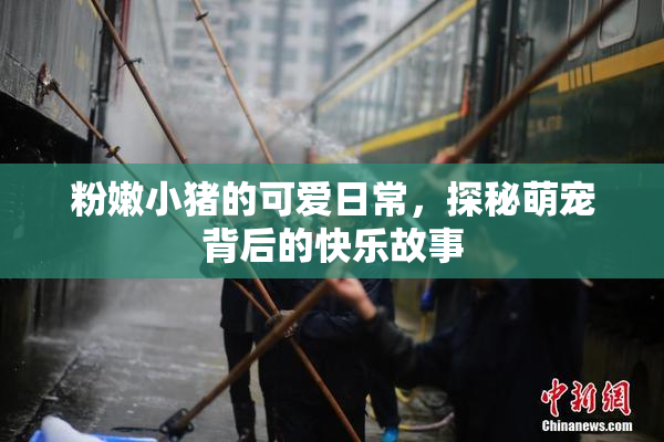 粉嫩小猪的可爱日常，探秘萌宠背后的快乐故事