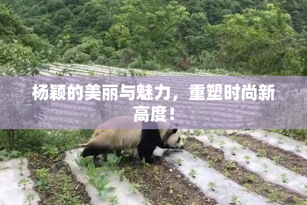 杨颖的美丽与魅力，重塑时尚新高度！