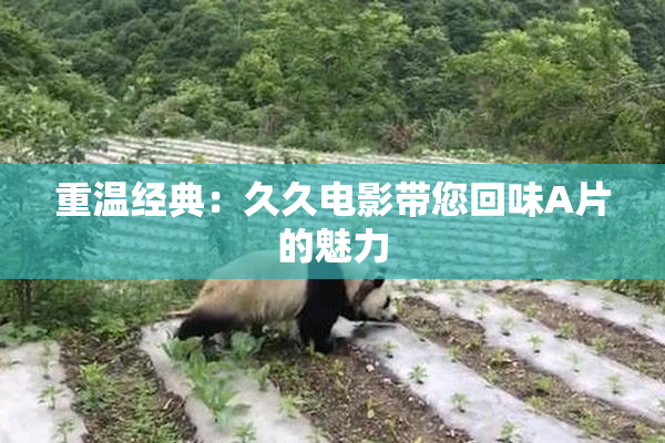 重温经典：久久电影带您回味A片的魅力
