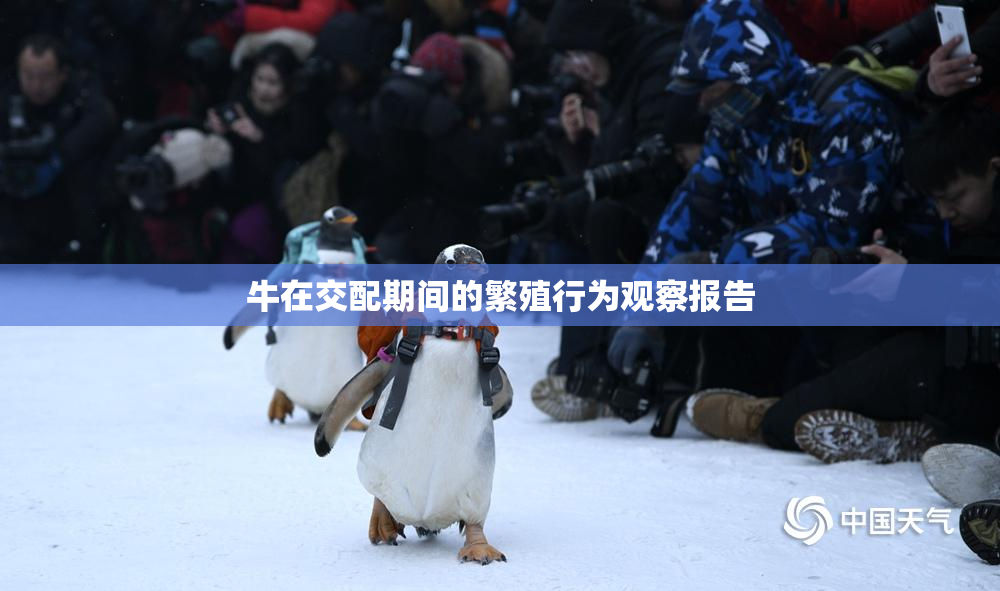 牛在交配期间的繁殖行为观察报告