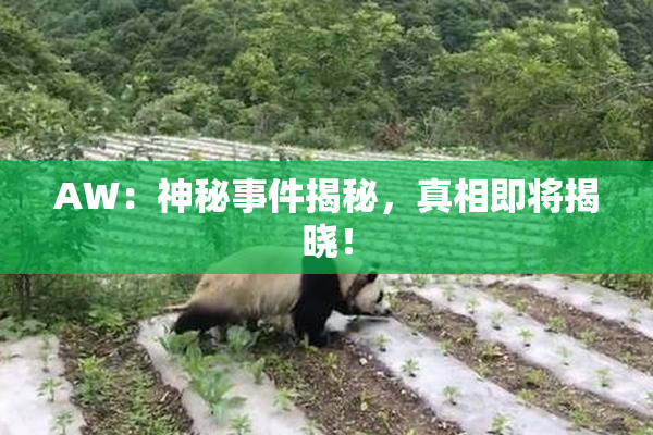 AW：神秘事件揭秘，真相即将揭晓！