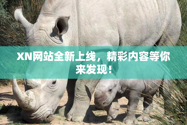 XN网站全新上线，精彩内容等你来发现！