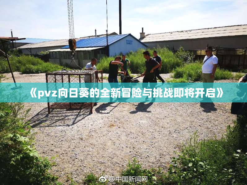《pvz向日葵的全新冒险与挑战即将开启》